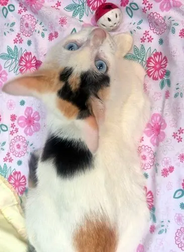 Gato raça SRD-ViraLata idade 2 a 6 meses nome MARIA TRICOLOR