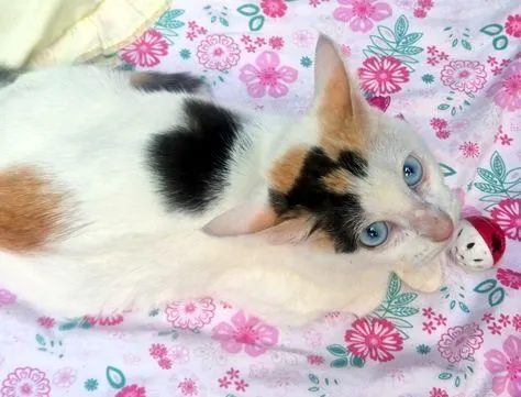 Gato raça SRD-ViraLata idade 2 a 6 meses nome MARIA TRICOLOR