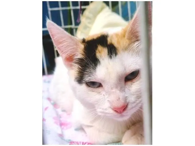 Gato raça SRD-ViraLata idade 2 a 6 meses nome MARIA TRICOLOR