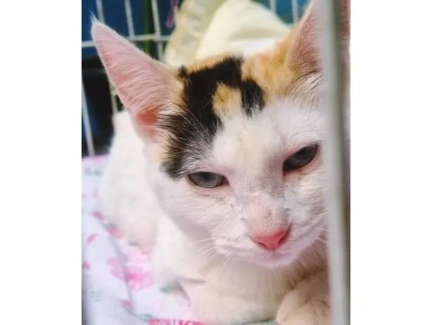 Gato raça SRD-ViraLata idade 2 a 6 meses nome MARIA TRICOLOR