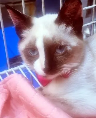 Gato raça SRD-ViraLata idade 2 a 6 meses nome CARLITA MIX