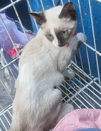 Gato raça SRD-ViraLata idade 2 a 6 meses nome CARLITA MIX