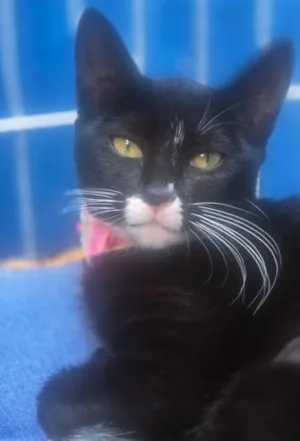 Gato raça SRD-ViraLata idade 2 a 6 meses nome MARTINHA FRAJOLA