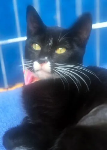 Gato raça SRD-ViraLata idade 2 a 6 meses nome MARTINHA FRAJOLA