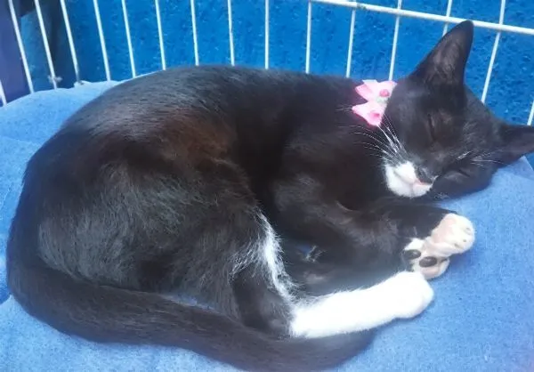 Gato raça SRD-ViraLata idade 2 a 6 meses nome MARTINHA FRAJOLA