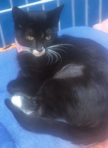 Gato raça SRD-ViraLata idade 2 a 6 meses nome MARTINHA FRAJOLA