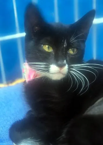 Gato raça SRD-ViraLata idade 2 a 6 meses nome MARTINHA FRAJOLA