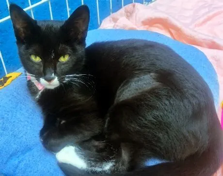 Gato raça SRD-ViraLata idade 2 a 6 meses nome MARTINHA FRAJOLA