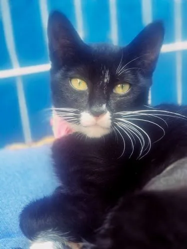 Gato raça SRD-ViraLata idade 2 a 6 meses nome MARTINHA FRAJOLA