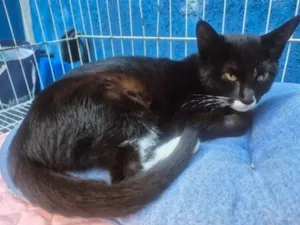 Gato raça SRD-ViraLata idade 2 a 6 meses nome MARTINHA FRAJOLA