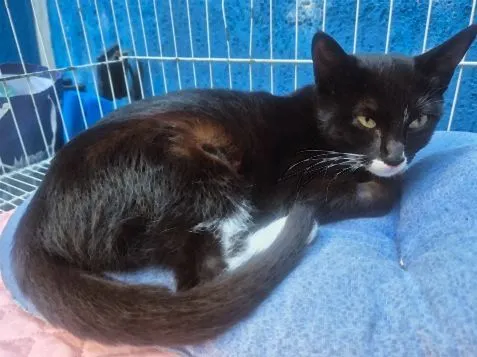 Gato raça SRD-ViraLata idade 2 a 6 meses nome MARTINHA FRAJOLA