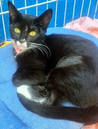 Gato raça SRD-ViraLata idade 2 a 6 meses nome MARTINHA FRAJOLA