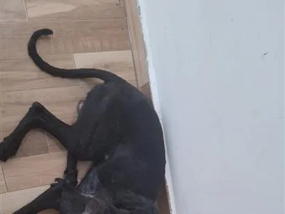 Cachorro raça SRD-ViraLata idade 2 anos nome theo 