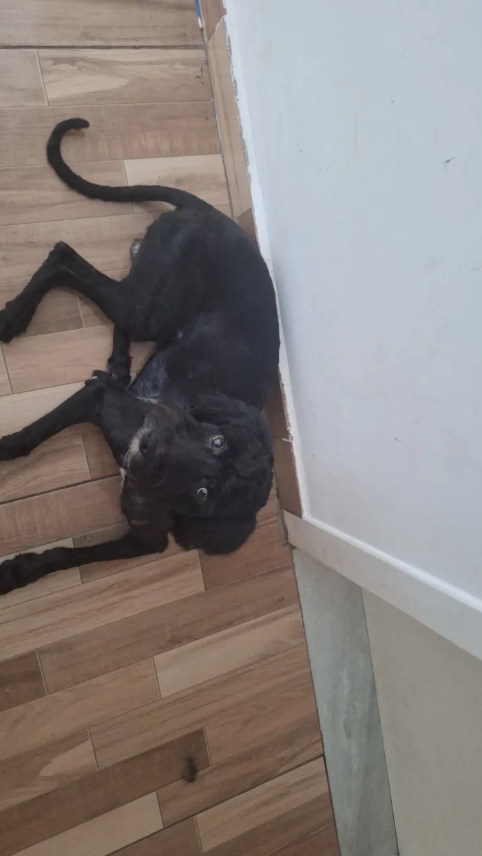 Cachorro raça SRD-ViraLata idade 2 anos nome theo 