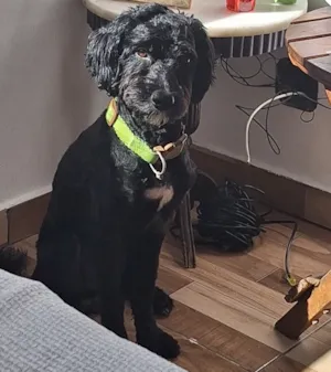 Cachorro raça SRD-ViraLata idade 2 anos nome theo 