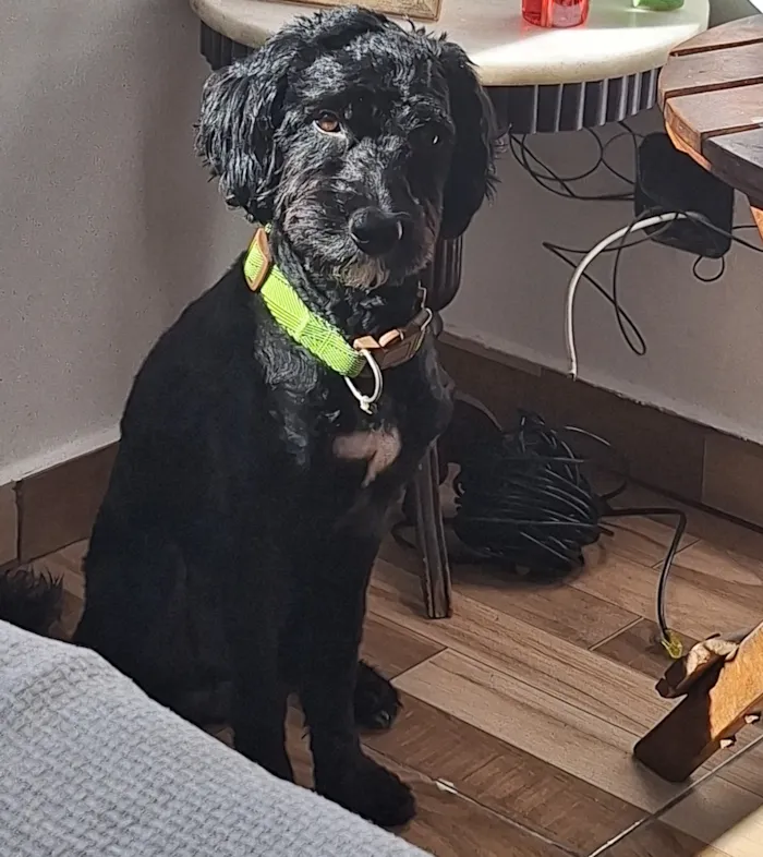 Cachorro raça SRD-ViraLata idade 2 anos nome theo 