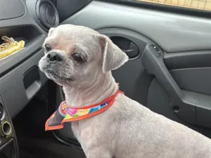 Cachorro raça Shitzu idade 2 a 6 meses nome bily