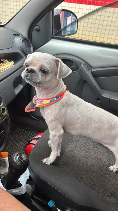 Cachorro raça Shitzu idade 2 a 6 meses nome bily