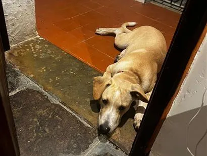 Cachorro raça SRD-ViraLata idade 2 a 6 meses nome Ava