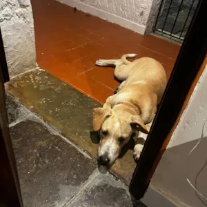 Cachorro raça SRD-ViraLata idade 2 a 6 meses nome Ava