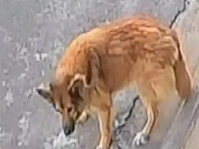 Cachorro raça SRD-ViraLata idade 6 ou mais anos nome sheila