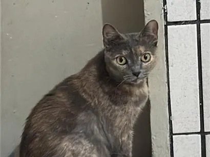 Gato raça SRD-ViraLata idade 3 anos nome Pandora