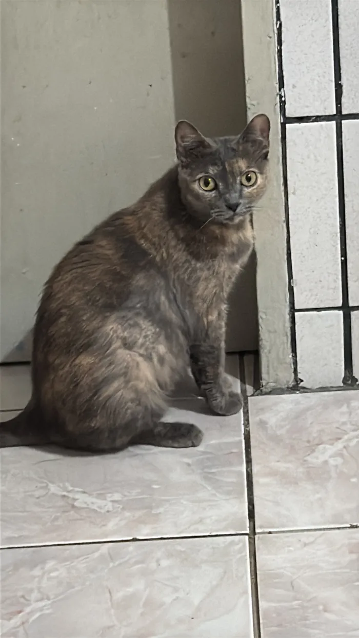 Gato raça SRD-ViraLata idade 3 anos nome Pandora