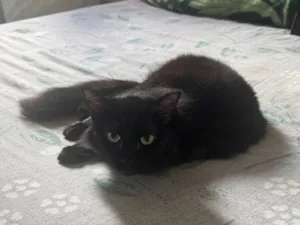 Gato raça SRD-ViraLata idade 4 anos nome Nuala