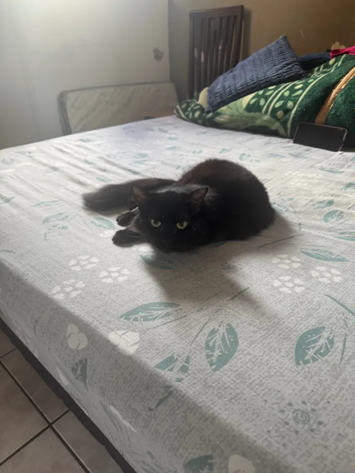 Gato raça SRD-ViraLata idade 4 anos nome Nuala