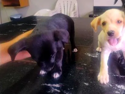 Cachorro raça SRD-ViraLata idade 2 a 6 meses nome não dei nome 