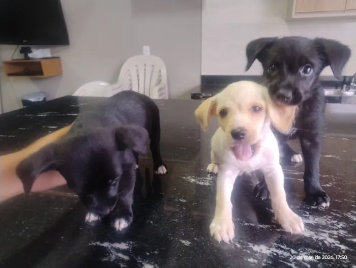 Cachorro raça SRD-ViraLata idade 2 a 6 meses nome não dei nome 