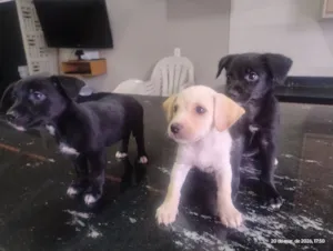 Cachorro raça SRD-ViraLata idade 2 a 6 meses nome não dei nome 