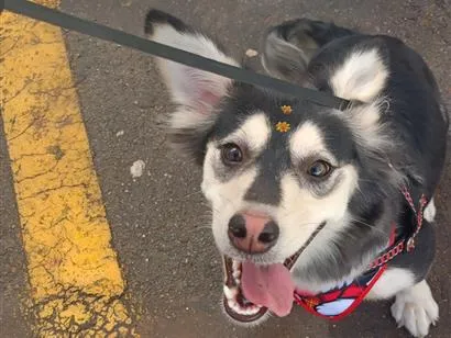 Cachorro raça SRD-ViraLata idade 2 anos nome Ayka