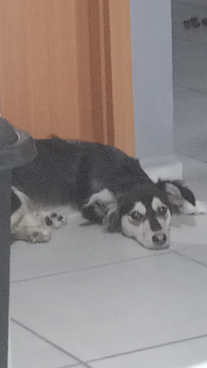 Cachorro raça SRD-ViraLata idade 2 anos nome Ayka