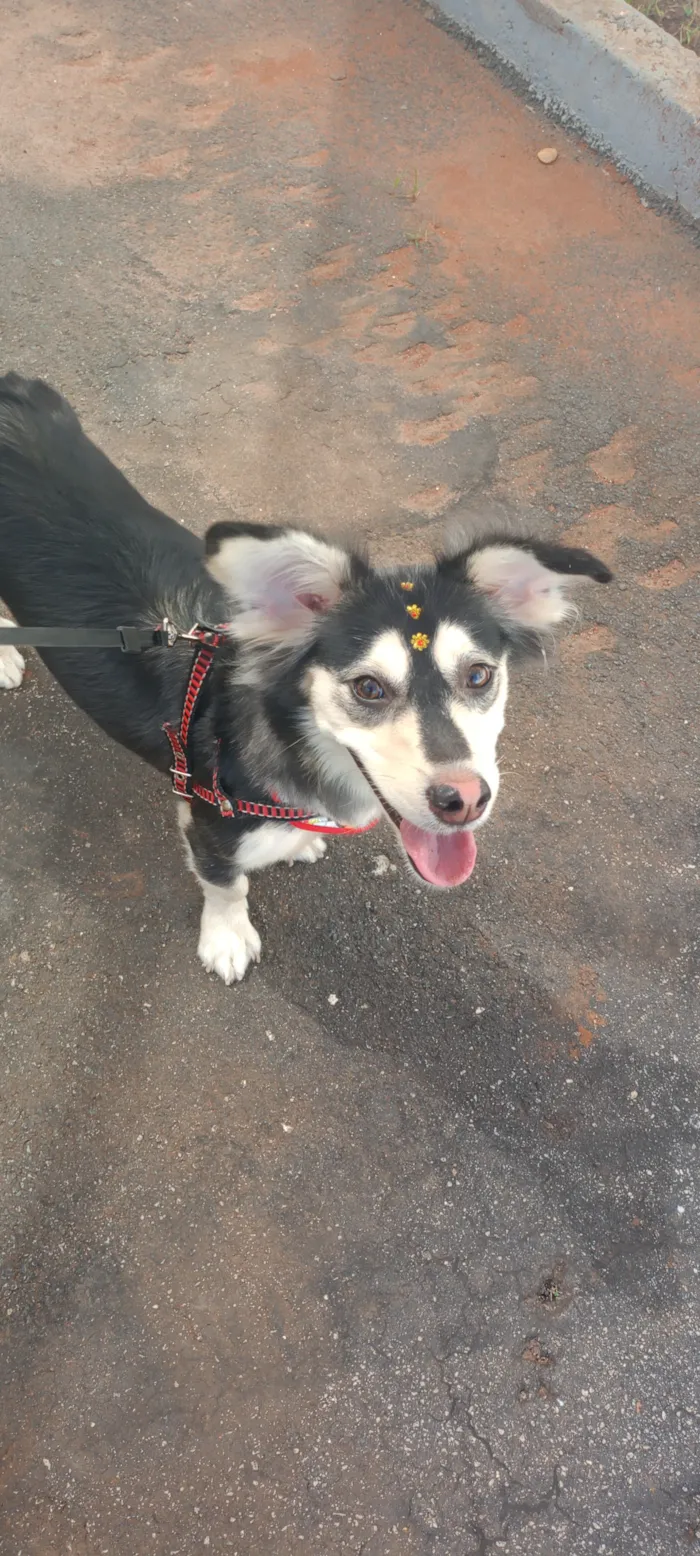 Cachorro raça SRD-ViraLata idade 2 anos nome Ayka