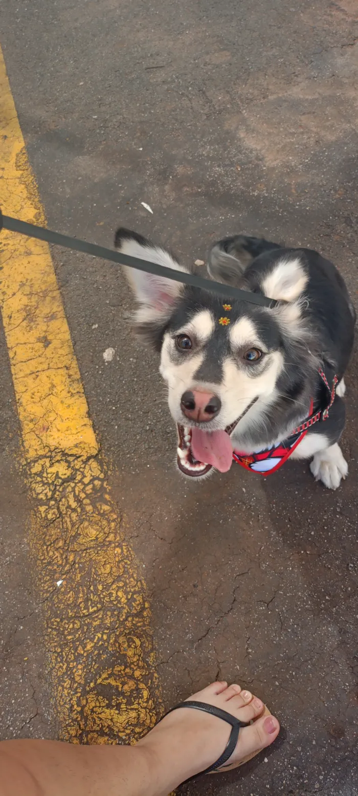 Cachorro raça SRD-ViraLata idade 2 anos nome Ayka