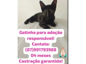 Gato raça SRD-ViraLata idade 2 a 6 meses nome Sem nomes