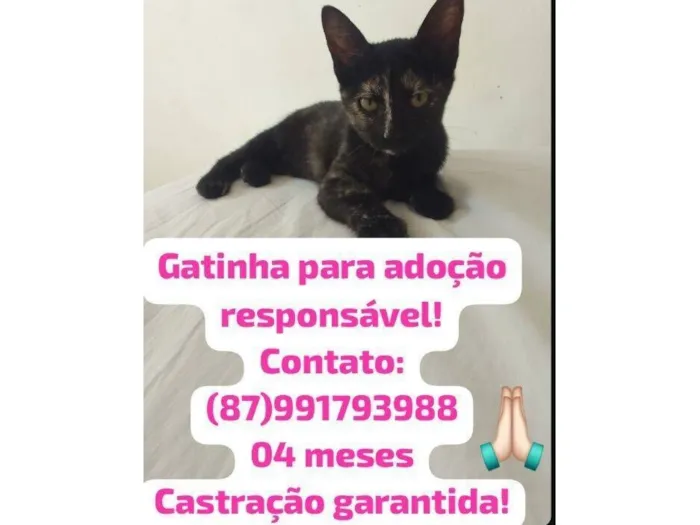 Gato raça SRD-ViraLata idade 2 a 6 meses nome Sem nomes