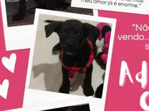 Cachorro raça SRD-ViraLata idade 2 a 6 meses nome Pretinha