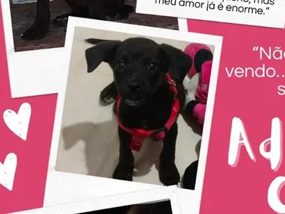 Cachorro raça SRD-ViraLata idade 2 a 6 meses nome Pretinha