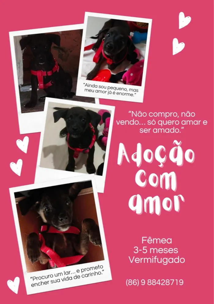 Cachorro raça SRD-ViraLata idade 2 a 6 meses nome Pretinha