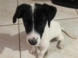 Cachorro raça SRD-ViraLata idade Abaixo de 2 meses nome Bailey