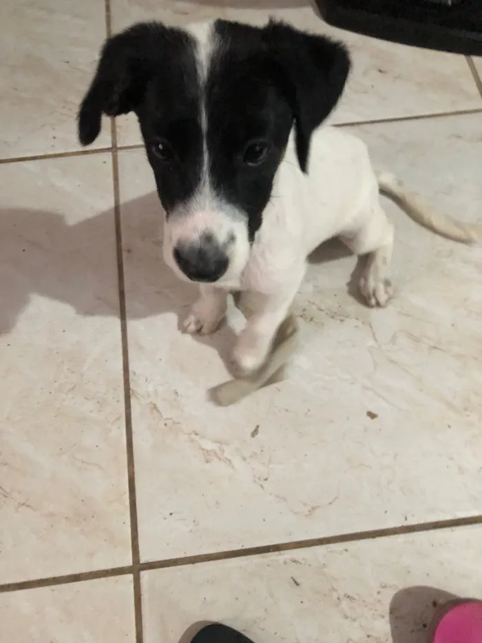 Cachorro raça SRD-ViraLata idade Abaixo de 2 meses nome Bailey