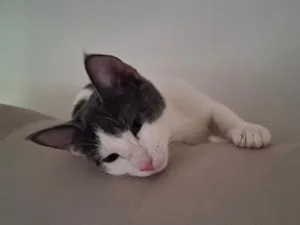 Gato raça SRD-ViraLata idade 2 a 6 meses nome Diana