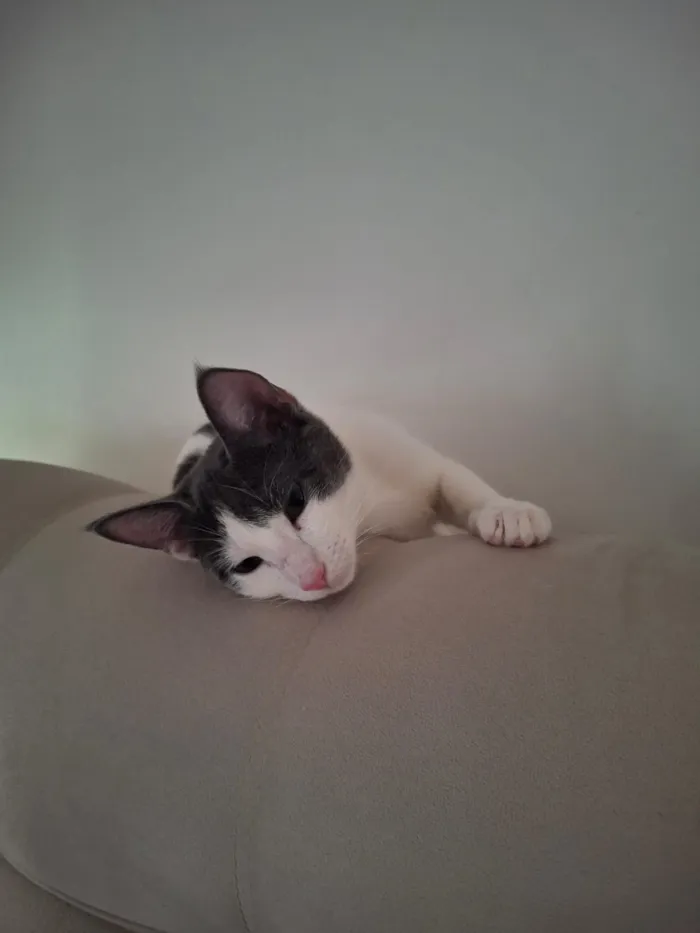 Gato raça SRD-ViraLata idade 2 a 6 meses nome Diana