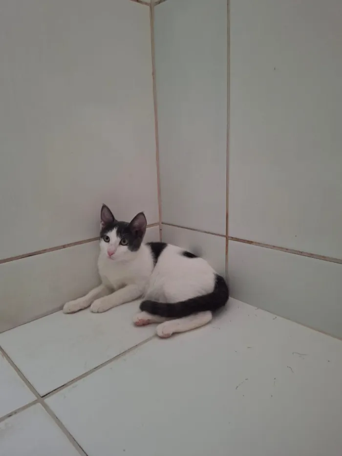 Gato raça SRD-ViraLata idade 2 a 6 meses nome Diana