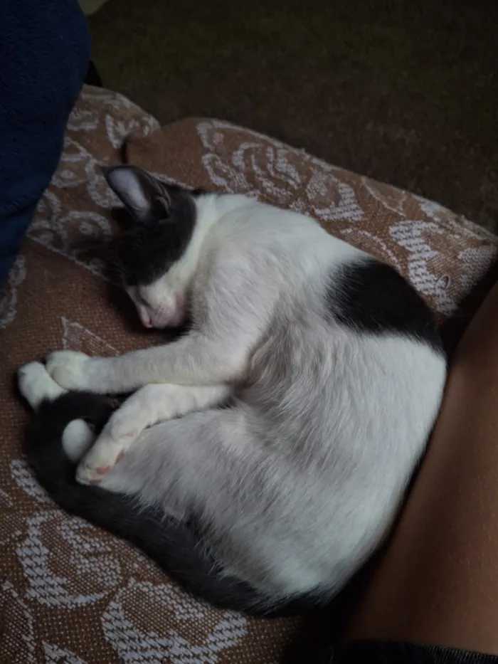 Gato raça SRD-ViraLata idade 2 a 6 meses nome Diana