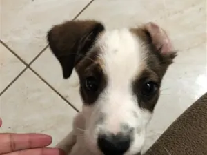 Cachorro raça SRD-ViraLata idade 2 a 6 meses nome Snoppy