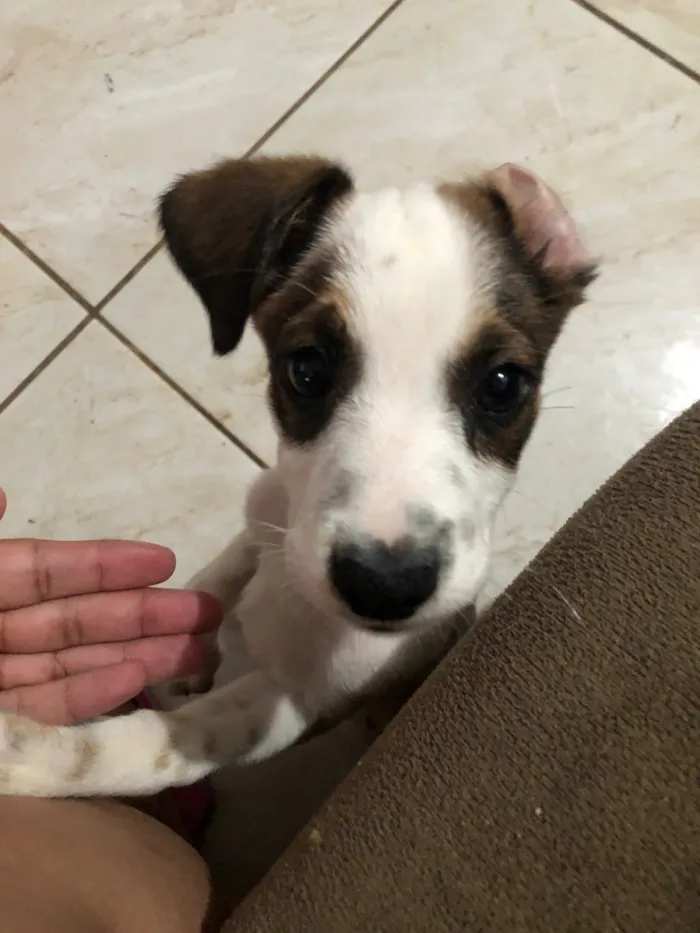 Cachorro raça SRD-ViraLata idade 2 a 6 meses nome Snoppy