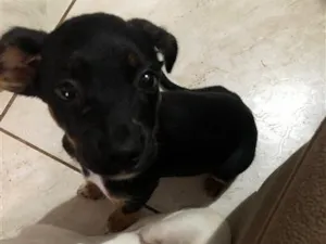 Cachorro raça SRD-ViraLata idade 2 a 6 meses nome Oreo